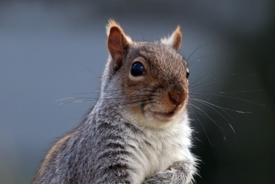 Cute squirrel